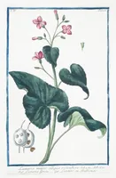 Picture 332 of 713 from Hortus Romanus plantaru (1772), leaf 332