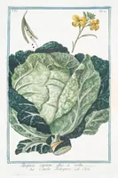 Picture 333 of 713 from Hortus Romanus plantaru (1772), leaf 333