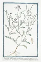 Picture 334 of 713 from Hortus Romanus plantaru (1772), leaf 334