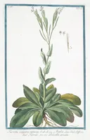 An illustration from Hortus Romanus plantaru (1772)