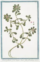 Picture 34 of 713 from Hortus Romanus plantaru (1772), leaf 34