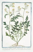Picture 341 of 713 from Hortus Romanus plantaru (1772), leaf 341
