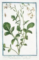 Picture 342 of 713 from Hortus Romanus plantaru (1772), leaf 342