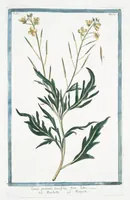 Picture 343 of 713 from Hortus Romanus plantaru (1772), leaf 343