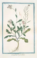 Picture 344 of 713 from Hortus Romanus plantaru (1772), leaf 344