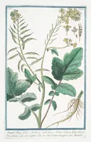 An illustration from Hortus Romanus plantaru (1772)