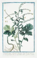 Picture 346 of 713 from Hortus Romanus plantaru (1772), leaf 346