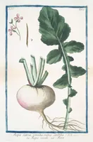 Picture 348 of 713 from Hortus Romanus plantaru (1772), leaf 348