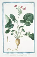 Picture 349 of 713 from Hortus Romanus plantaru (1772), leaf 349