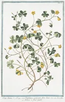 Picture 35 of 713 from Hortus Romanus plantaru (1772), leaf 35