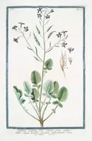 Picture 350 of 713 from Hortus Romanus plantaru (1772), leaf 350