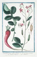 Picture 351 of 713 from Hortus Romanus plantaru (1772), leaf 351