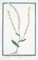 An illustration from Hortus Romanus plantaru (1772)