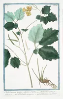 Picture 355 of 713 from Hortus Romanus plantaru (1772), leaf 355