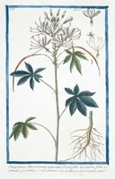 An illustration from Hortus Romanus plantaru (1772)
