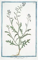 Picture 358 of 713 from Hortus Romanus plantaru (1772), leaf 358