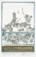 Picture 359 of 713 from Hortus Romanus plantaru (1772), leaf 359