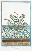 Picture 360 of 713 from Hortus Romanus plantaru (1772), leaf 360
