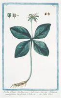 An illustration from Hortus Romanus plantaru (1772)