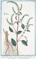 Picture 362 of 713 from Hortus Romanus plantaru (1772), leaf 362
