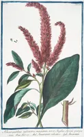 An illustration from Hortus Romanus plantaru (1772)