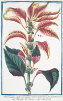 An illustration from Hortus Romanus plantaru (1772)