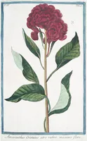 Picture 366 of 713 from Hortus Romanus plantaru (1772), leaf 366