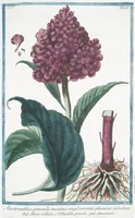 Picture 367 of 713 from Hortus Romanus plantaru (1772), leaf 367