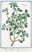 Picture 368 of 713 from Hortus Romanus plantaru (1772), leaf 368