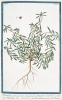 Picture 369 of 713 from Hortus Romanus plantaru (1772), leaf 369