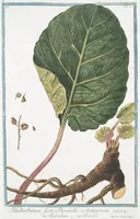 Picture 37 of 713 from Hortus Romanus plantaru (1772), leaf 37