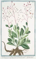 Picture 370 of 713 from Hortus Romanus plantaru (1772), leaf 370