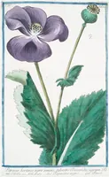 Picture 371 of 713 from Hortus Romanus plantaru (1772), leaf 371