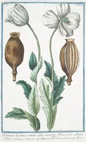 An illustration from Hortus Romanus plantaru (1772)