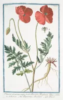Picture 373 of 713 from Hortus Romanus plantaru (1772), leaf 373