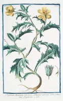 An illustration from Hortus Romanus plantaru (1772)