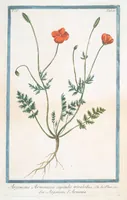 Picture 375 of 713 from Hortus Romanus plantaru (1772), leaf 375