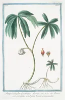 Picture 376 of 713 from Hortus Romanus plantaru (1772), leaf 376