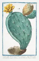 Picture 377 of 713 from Hortus Romanus plantaru (1772), leaf 377