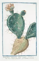 An illustration from Hortus Romanus plantaru (1772)