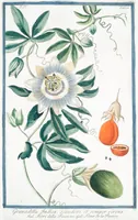 An illustration from Hortus Romanus plantaru (1772)