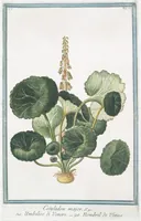 Picture 38 of 713 from Hortus Romanus plantaru (1772), leaf 38
