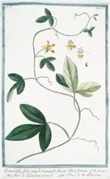 Picture 380 of 713 from Hortus Romanus plantaru (1772), leaf 380