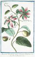 Picture 381 of 713 from Hortus Romanus plantaru (1772), leaf 381