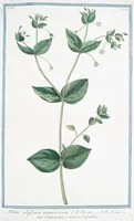 An illustration from Hortus Romanus plantaru (1772)