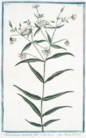 An illustration from Hortus Romanus plantaru (1772)