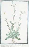 Picture 384 of 713 from Hortus Romanus plantaru (1772), leaf 384