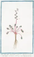 An illustration from Hortus Romanus plantaru (1772)