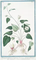An illustration from Hortus Romanus plantaru (1772)
