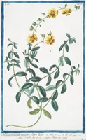An illustration from Hortus Romanus plantaru (1772)
